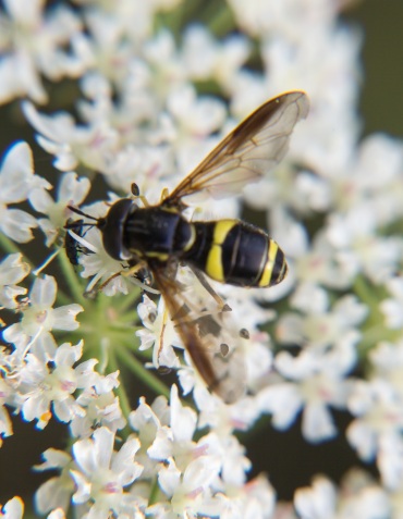 bee-wasp-2